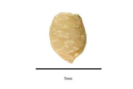   Seed:   Ranunculus arvensis ; Photo by R. Gibbons, USDA APHIS PPQ, Kirkbride et al. (2006)

